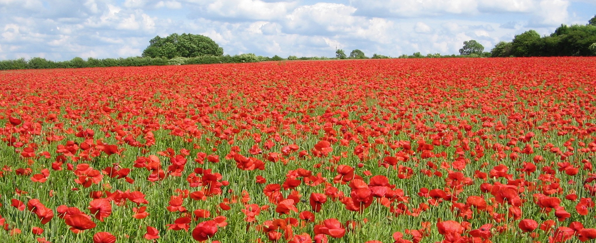 poppy-appeal-what-do-the-different-coloured-poppies-mean-cbbc-newsround