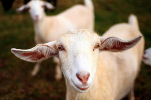 “Smiley Goat”—Photo credit: Martin Cathrae/Creative Commons